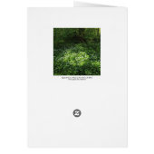 Spot of Garlic (Back)