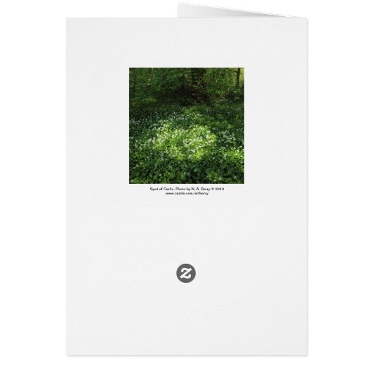 Spot of Garlic (Back)