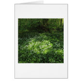 Spot of Garlic (Front)