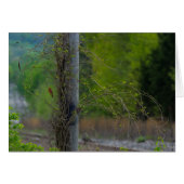 Spot Of Red (Front Horizontal)