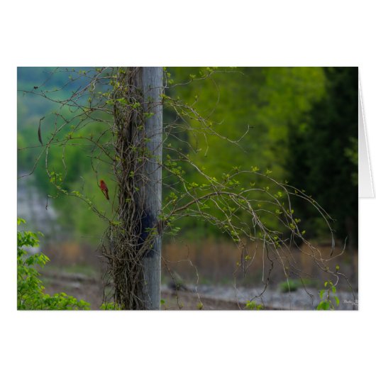 Spot Of Red (Front Horizontal)