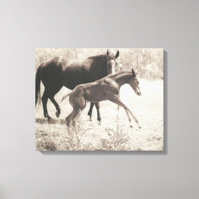 Spot Plays Canvas Print (Front)