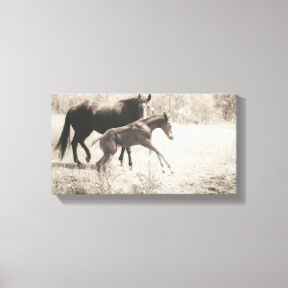 Spot Plays Canvas Print