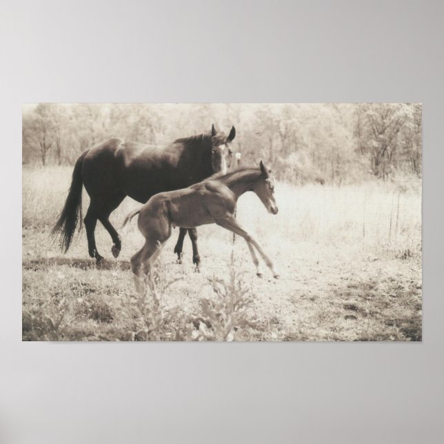 Spot Plays Poster (Front)