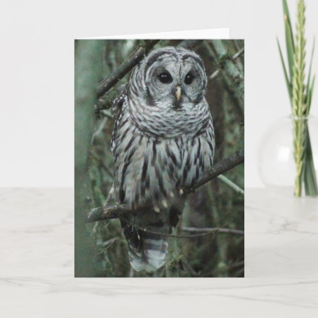 Spot, the owl card (Front)