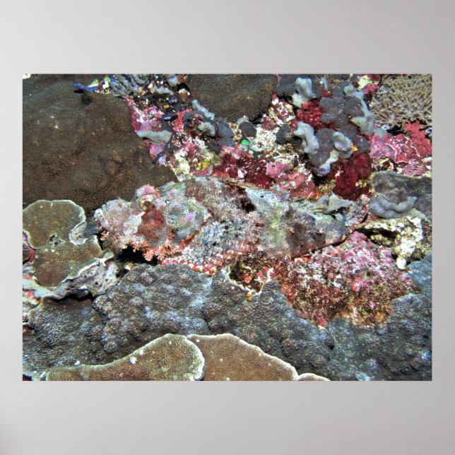 Spot the Scorpionfish Poster (Front)