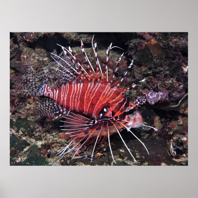 Spotfin Lionfish II Poster (Front)