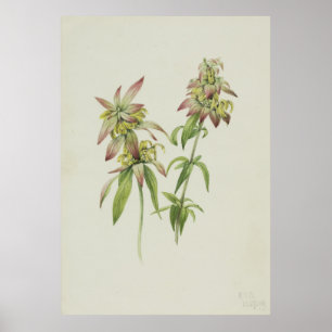 Spotted Bee Balm (Monarda punctata) Poster