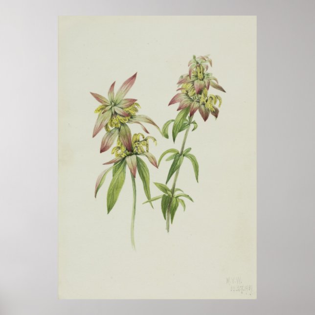 Spotted Bee Balm (Monarda punctata) Poster (Front)