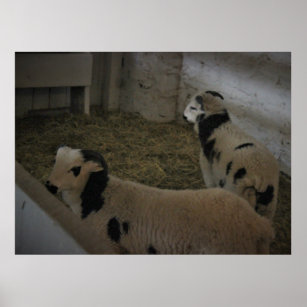 Spotted Black and White Sheep Poster