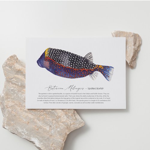 Spotted Boxfish Holiday Postcard