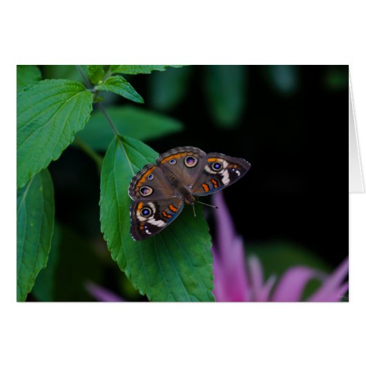 Spotted Butterfly Cards (Front Horizontal)