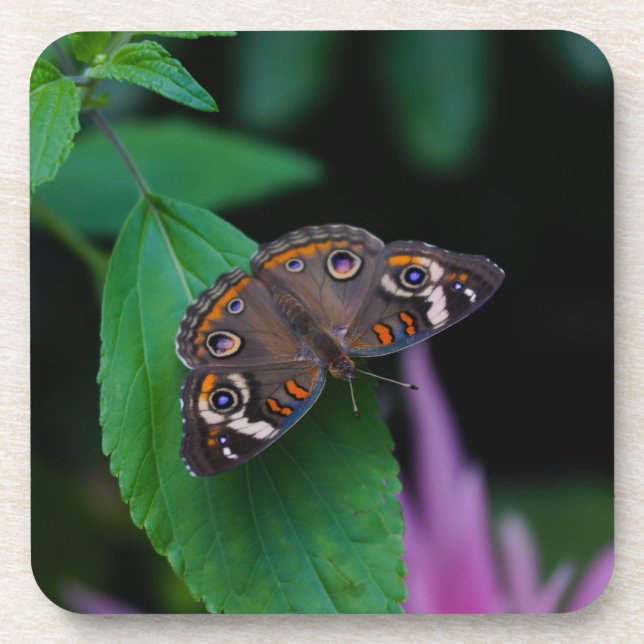 Spotted Butterfly Drink Coaster (Front)