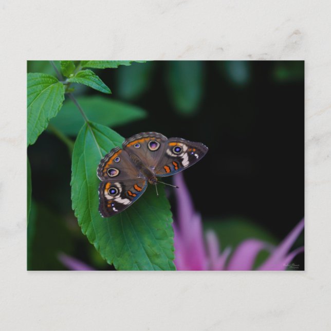 Spotted Butterfly Postcard (Front)
