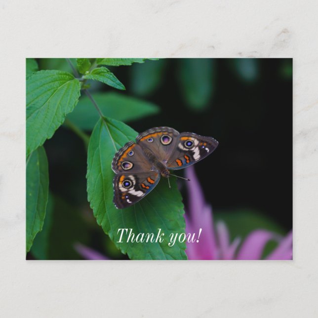Spotted Butterfly Thank You Postcard (Front)