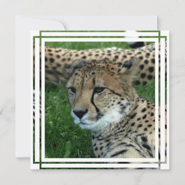 Spotted Cheetah Invitation (Front)