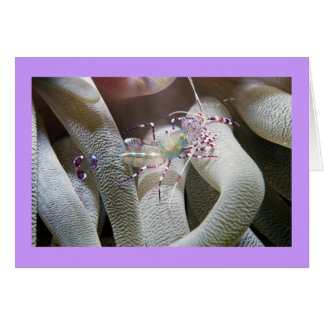 Spotted Cleaning Shrimp Cards