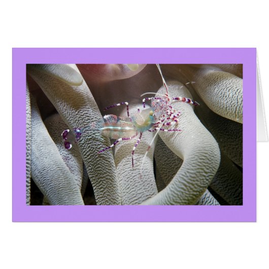 Spotted Cleaning Shrimp Cards (Front Horizontal)