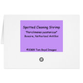 Spotted Cleaning Shrimp Cards (Back Horizontal)