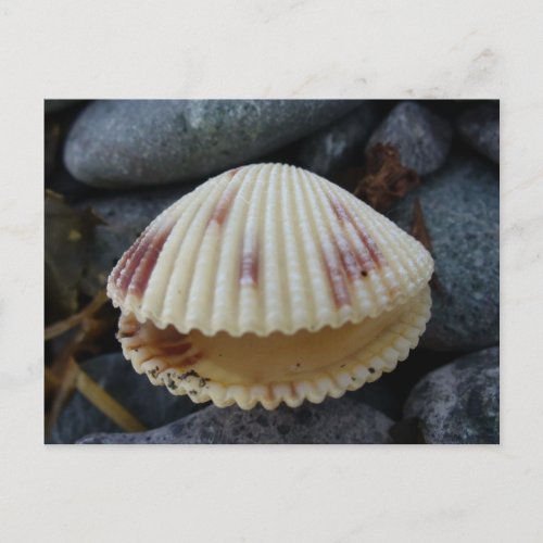 Spotted Cockle Shell Dutch Harbor AK Postcard