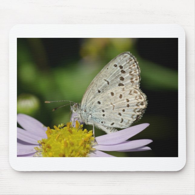 Spotted Cream Colored Butterfly Mouse Pad (Front)