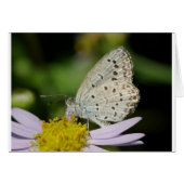 Spotted Cream Coloured Butterfly (Front Horizontal)