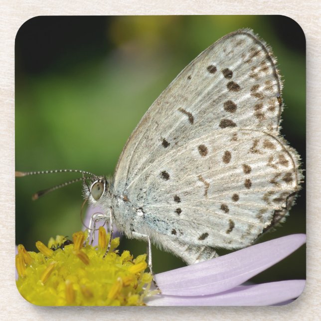 Spotted Cream Coloured Butterfly Beverage Coaster (Front)