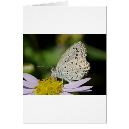 Spotted Cream Coloured Butterfly Cards (Front)