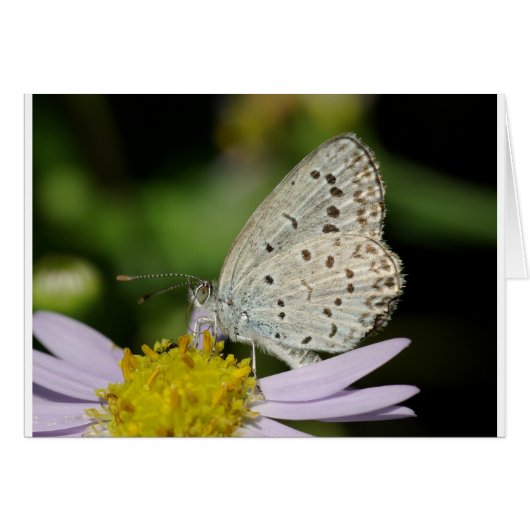 Spotted Cream Coloured Butterfly Cards (Front Horizontal)