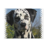 Spotted Dalmatian Postcard