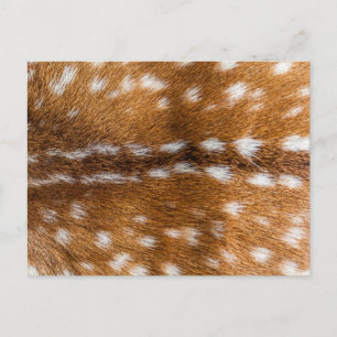 Spotted deer fur texture postcard