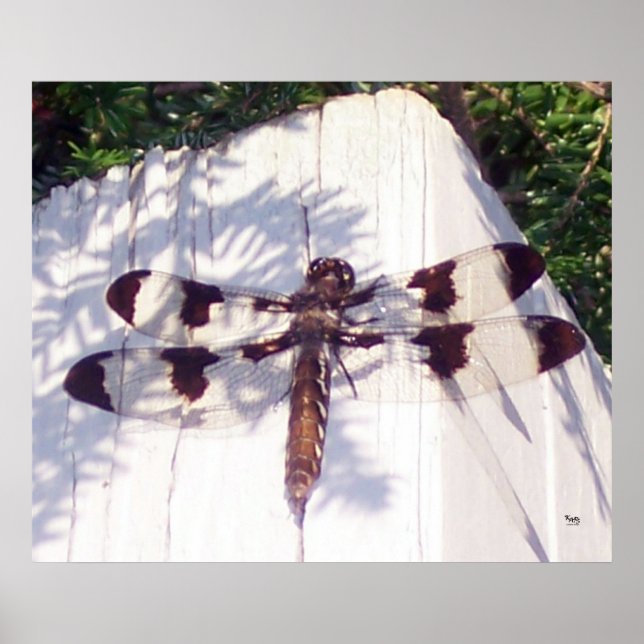 Spotted Dragonfly Poster (Front)