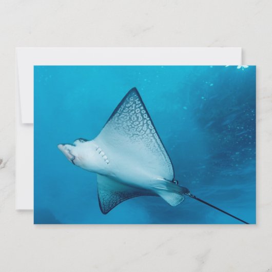 Spotted Eagle Ray (Front)