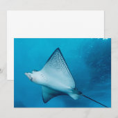 Spotted Eagle Ray (Front/Back)