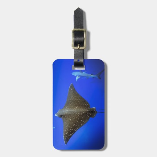 Spotted eagle ray and Galapagos reef shark Luggage Tag