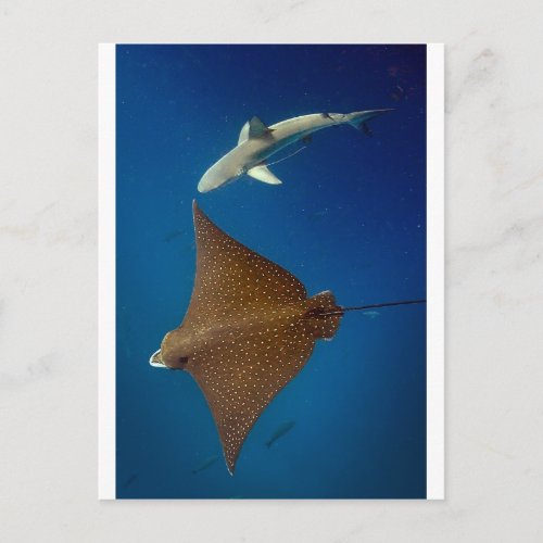 Spotted eagle ray and reef shark underwater postcard