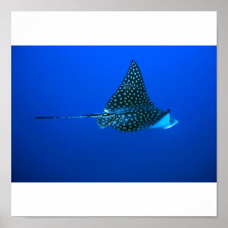 Spotted Eagle Ray, Belize 2006 Poster