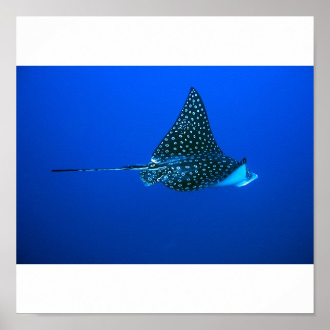 Spotted Eagle Ray, Belize 2006 Poster (Front)