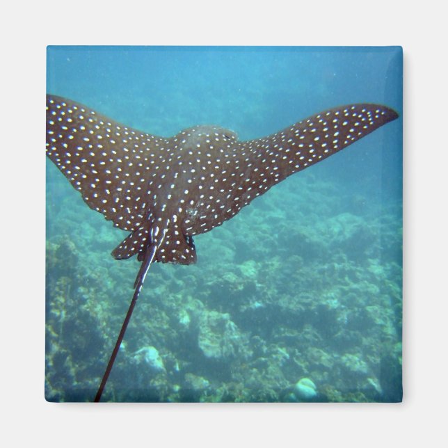 Spotted Eagle Ray Magnet (Front)