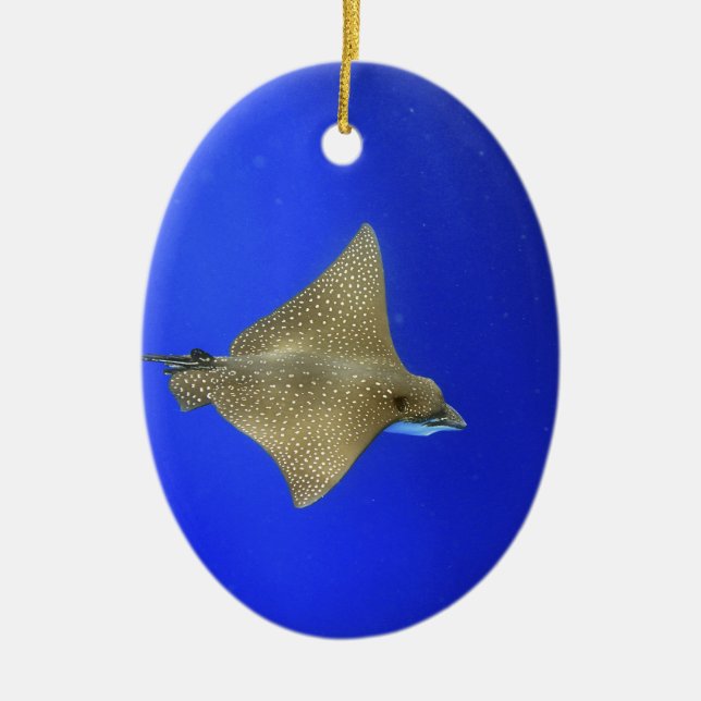Spotted eagle ray swimming underwater Galapagos Ceramic Ornament (Front)