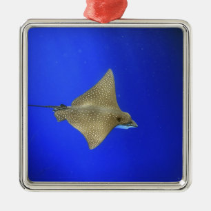 Spotted eagle ray swimming underwater Galapagos Metal Ornament