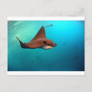Spotted eagle rays Galapagos Islands Postcard