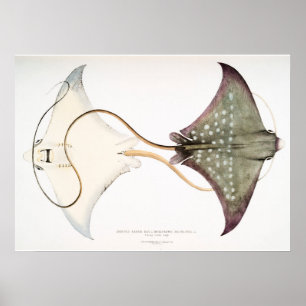 Spotted Eagle Stingray: A Magnificent Creature  Poster