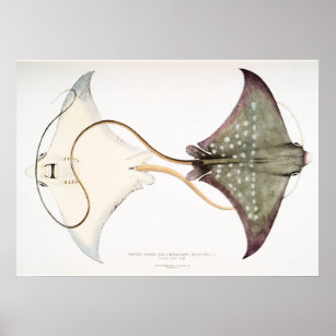 https://rlv.zcache.com/spotted_eagle_stingray_a_magnificent_creature_poster-rc4e64adbf7034b60b928522177d90faa_ad74_8byvr_307.jpg