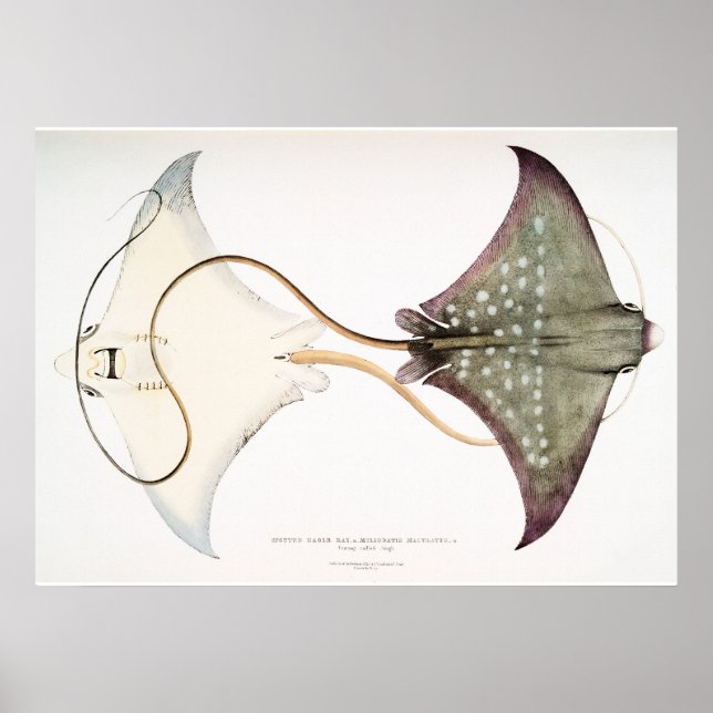 Spotted Eagle Stingray: A Magnificent Creature  Poster (Front)