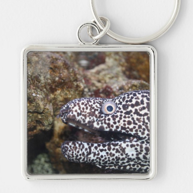 spotted eel right side aquarium animal keychain (Front)