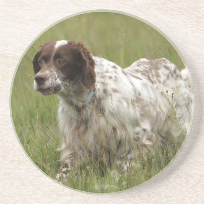Spotted English Setter Dog Coaster
