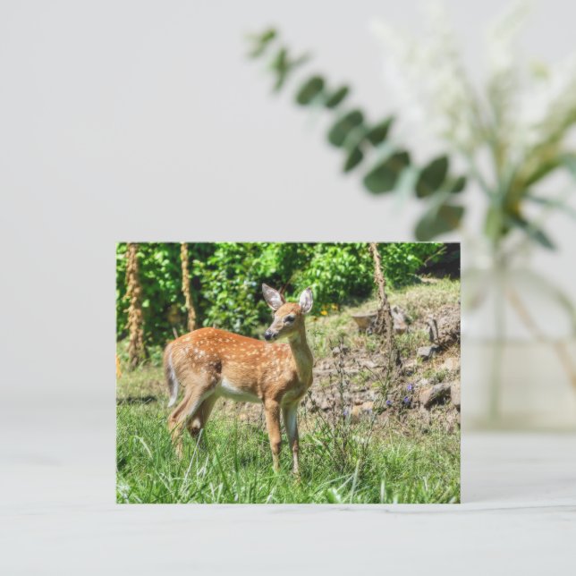 Spotted Fawn Postcard (Standing Front)