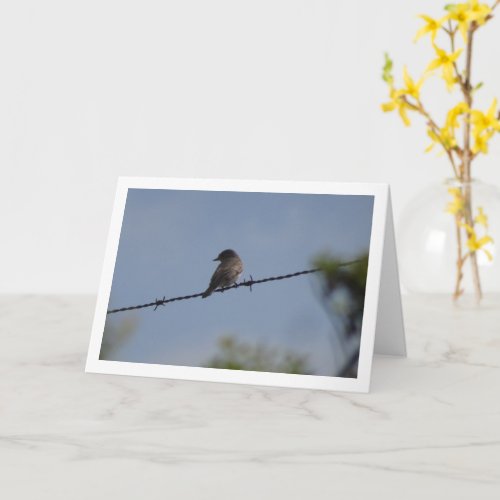 Spotted Flycatcher Bird Card