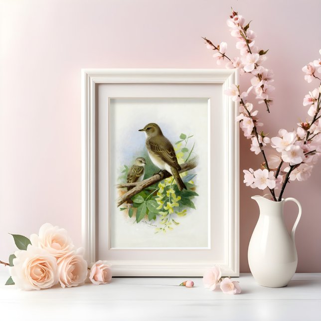 Spotted Flycatchers, Art Illustration Poster (Creator Uploaded)